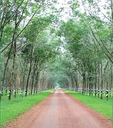 Sản phẩm img nongtruong — Cao Su Lộc Ninh - Công Ty TNHH MTV Cao Su Lộc Ninh — MST 3800100270