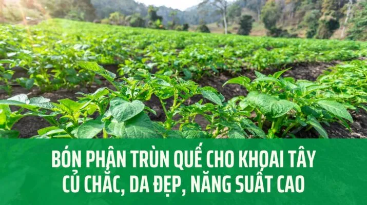 Sản phẩm Bon phan trun que cho khoai tay Ky Nguyen Xanh 715x400 — Công Ty TNHH Phượng Hoàng — MST 3800669518