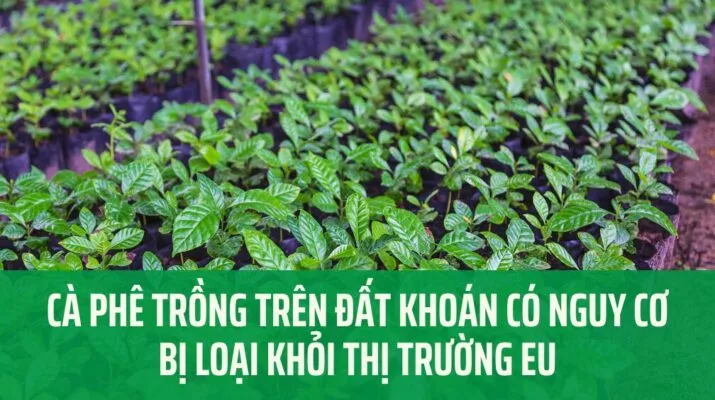 Sản phẩm Ca phe trong tren dat khoan co nguy co bi loai khoi thi truong EU 1 715x400 — Công Ty TNHH Phượng Hoàng — MST 3800669518