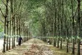 Sản phẩm gia cao su giam sau lam gi de nguoi trong khong thao chay_1540537089_1540537089 — Công Ty TNHH Sản Xuất Thương Mại Xuất Nhập Khẩu Mỹ Nhật Cao — MST 3801051467