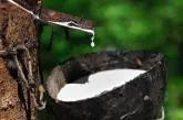 Sản phẩm gia cao su phuc hoi dau thang 10 nhung trien vong van am dam_1540537375_1540537375 — Công Ty TNHH Sản Xuất Thương Mại Xuất Nhập Khẩu Mỹ Nhật Cao — MST 3801051467