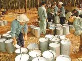 Sản phẩm gia mu cao su kho tro lai thoi ky dinh cao trong 10 nam toi_1540530157_1540530157 — Công Ty TNHH Sản Xuất Thương Mại Xuất Nhập Khẩu Mỹ Nhật Cao — MST 3801051467