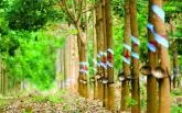 Sản phẩm lam tot duoc khau thu mua cao su viet nam se kho bi ep gia_1540529849_1540529849 — Công Ty TNHH Sản Xuất Thương Mại Xuất Nhập Khẩu Mỹ Nhật Cao — MST 3801051467
