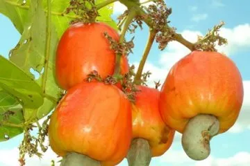 Sản phẩm 1351165958hatdieusucquyenrukyla32 9465_360x240 — Công Ty TNHH Một Thành Viên Sản Xuất Thương Mại Đức Thịnh — MST 3801085089