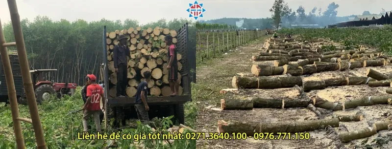 Sản phẩm thu mua go cao su binh phuoc 37490 — Gỗ Ngọc ánh - Công Ty TNHH Một Thành Viên Sản Xuất Thương Mại Dịch Vụ Ngọc ánh — MST 3801113032