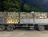Sản phẩm thu mua go cao su binh phuoc 8498 — Gỗ Ngọc ánh - Công Ty TNHH Một Thành Viên Sản Xuất Thương Mại Dịch Vụ Ngọc ánh — MST 3801113032