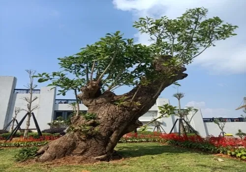 Sản phẩm IMG20220208140723 547x729 — Gỗ BP Green - Công Ty TNHH MTV BP Green — MST 3801270067
