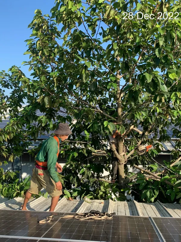 Sản phẩm cat tia cay (10) — Công Ty TNHH Dịch Vụ Và Kỹ Thuật Phú Cường — MST 3801277954