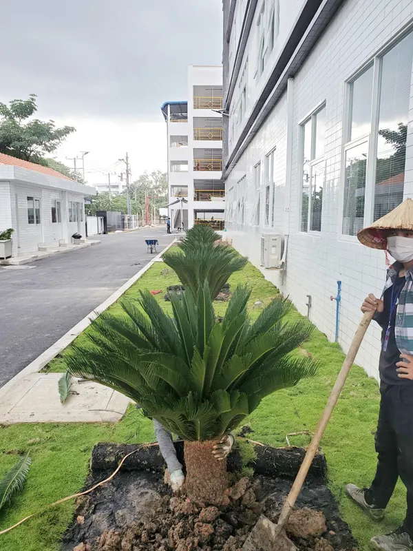Sản phẩm dich vu bung cay trong cay (9) — Công Ty TNHH Dịch Vụ Và Kỹ Thuật Phú Cường — MST 3801277954