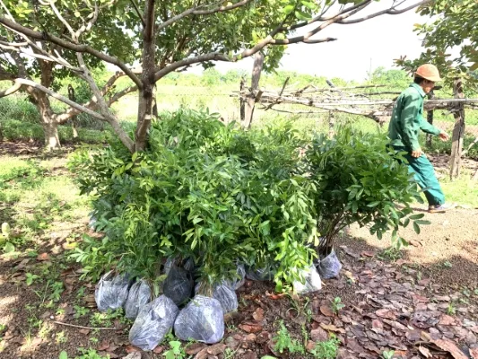 Sản phẩm nha cung cap cay giong tai dong xoai, binh phuoc (1) — Công Ty TNHH Dịch Vụ Và Kỹ Thuật Phú Cường — MST 3801277954