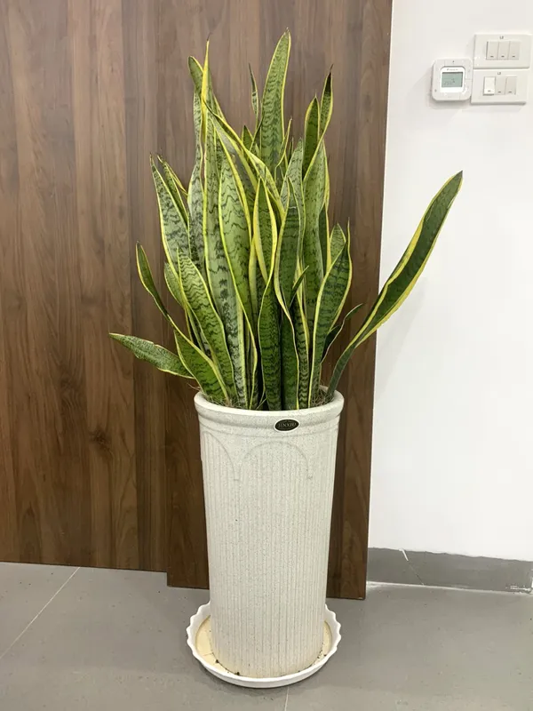 Sản phẩm cay xanh van phong (10) — Công Ty TNHH Dịch Vụ Và Kỹ Thuật Phú Cường — MST 3801277954