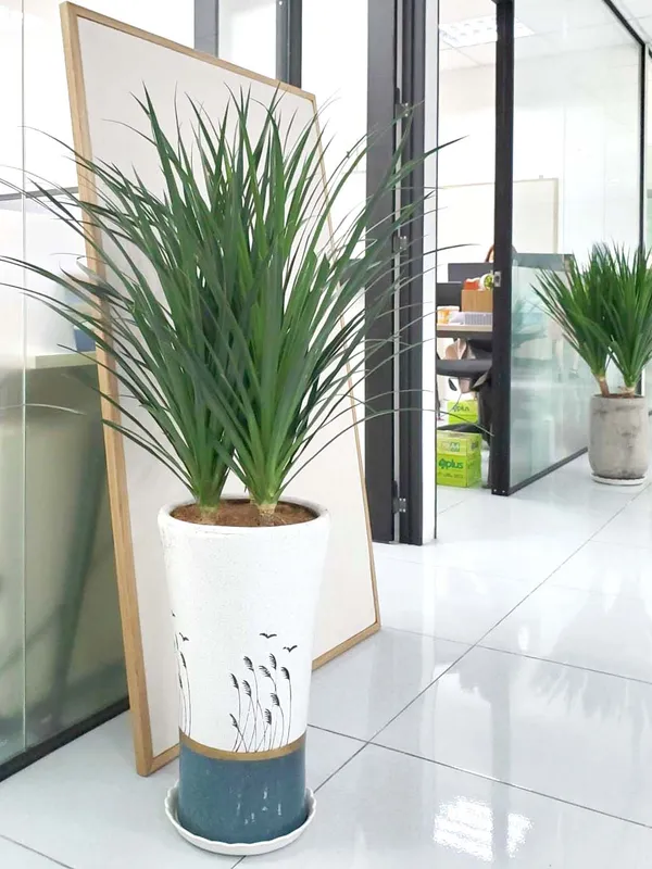 Sản phẩm cay xanh van phong (11) — Công Ty TNHH Dịch Vụ Và Kỹ Thuật Phú Cường — MST 3801277954