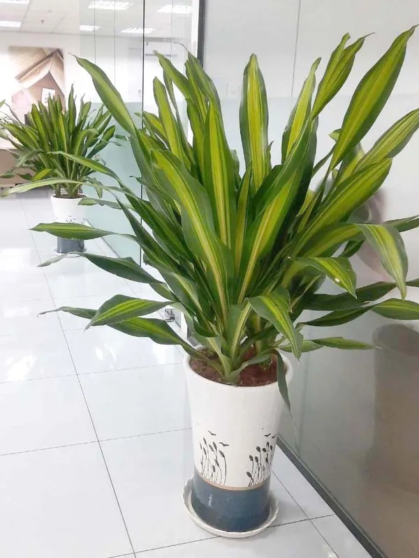 Sản phẩm cay xanh van phong (12) — Công Ty TNHH Dịch Vụ Và Kỹ Thuật Phú Cường — MST 3801277954