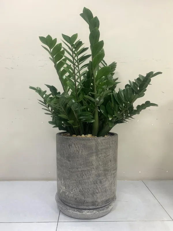 Sản phẩm cay xanh van phong (3) — Công Ty TNHH Dịch Vụ Và Kỹ Thuật Phú Cường — MST 3801277954