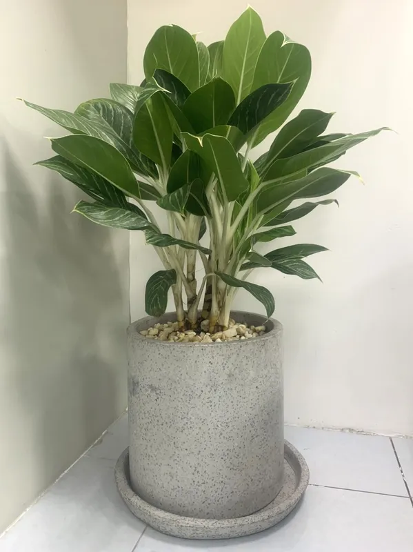 Sản phẩm cay xanh van phong (4) — Công Ty TNHH Dịch Vụ Và Kỹ Thuật Phú Cường — MST 3801277954