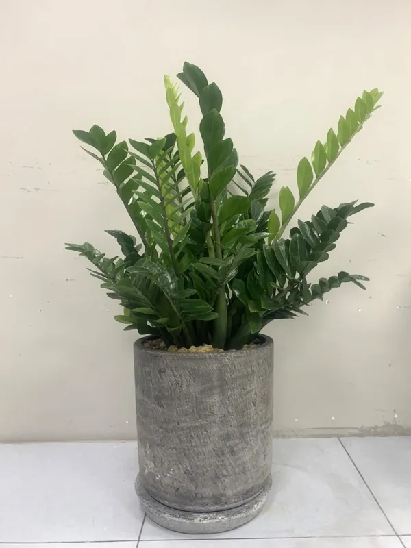Sản phẩm cay xanh van phong (6) — Công Ty TNHH Dịch Vụ Và Kỹ Thuật Phú Cường — MST 3801277954