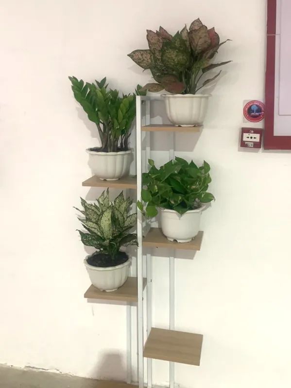 Sản phẩm cay xanh van phong (7) — Công Ty TNHH Dịch Vụ Và Kỹ Thuật Phú Cường — MST 3801277954