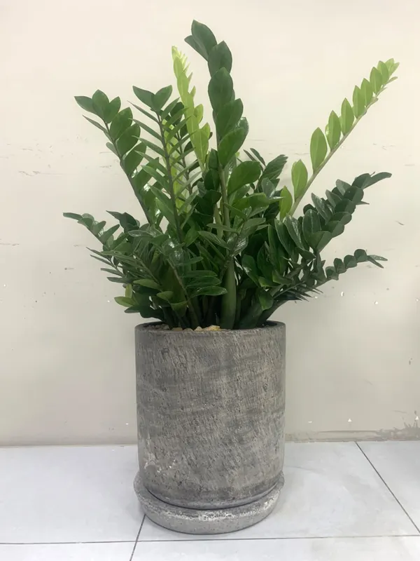 Sản phẩm cay xanh van phong (8) — Công Ty TNHH Dịch Vụ Và Kỹ Thuật Phú Cường — MST 3801277954
