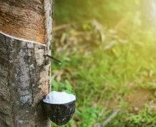 Sản phẩm gia cao su tai mot so dia phuong trong nuoc ngay 1312014 4476 — Cao Su Liên Anh - Công Ty TNHH Sản Xuất Cao Su Liên Anh — MST 3900308988