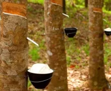 Sản phẩm xuat khau cao su gia tang gia tri 2759 — Cao Su Liên Anh - Công Ty TNHH Sản Xuất Cao Su Liên Anh — MST 3900308988