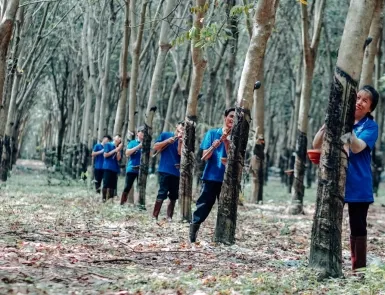 Sản phẩm he thong vuon cay 1 2552 — Cao Su Liên Anh - Công Ty TNHH Sản Xuất Cao Su Liên Anh — MST 3900308988
