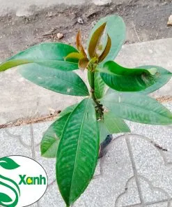 Sản phẩm mang cut 2 247x296 — Công Ty TNHH Cây Cảnh S-Xanh — MST 3901306380