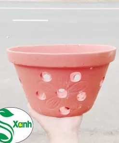 Sản phẩm LAN DAT NUNG 1 247x296 — Công Ty TNHH Cây Cảnh S-Xanh — MST 3901306380