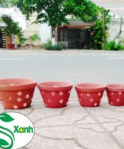 Sản phẩm LAN DAT NUNG 247x296 — Công Ty TNHH Cây Cảnh S-Xanh — MST 3901306380