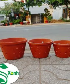 Sản phẩm VOT LO 247x296 — Công Ty TNHH Cây Cảnh S-Xanh — MST 3901306380