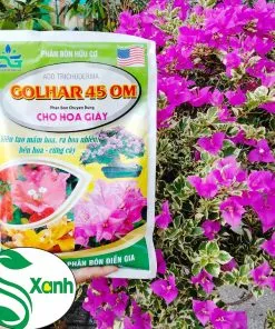 Sản phẩm hoa giay 2 247x296 — Công Ty TNHH Cây Cảnh S-Xanh — MST 3901306380