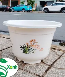 Sản phẩm 4 mua 2 1 247x296 — Công Ty TNHH Cây Cảnh S-Xanh — MST 3901306380