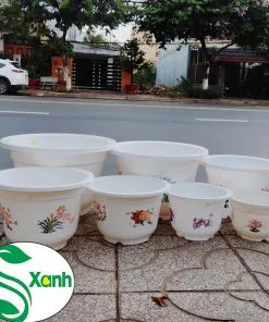 Sản phẩm 4 mua 247x296 — Công Ty TNHH Cây Cảnh S-Xanh — MST 3901306380