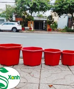 Sản phẩm FA 247x296 — Công Ty TNHH Cây Cảnh S-Xanh — MST 3901306380