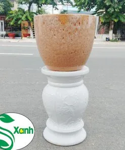 Sản phẩm don cao 247x296 — Công Ty TNHH Cây Cảnh S-Xanh — MST 3901306380
