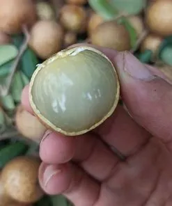 Sản phẩm nhan xuong 247x296 — Công Ty TNHH Cây Cảnh S-Xanh — MST 3901306380