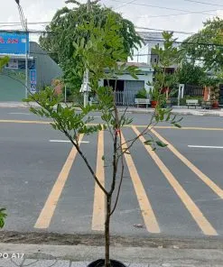 Sản phẩm nhan xuong 3 247x296 — Công Ty TNHH Cây Cảnh S-Xanh — MST 3901306380