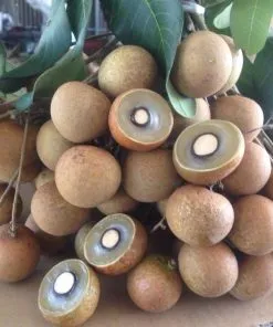 Sản phẩm thanh nhan 1056 247x296 — Công Ty TNHH Cây Cảnh S-Xanh — MST 3901306380