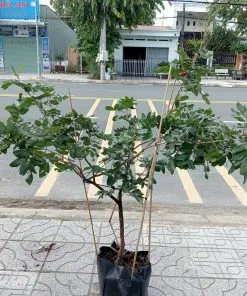 Sản phẩm thanh nhan 247x296 — Công Ty TNHH Cây Cảnh S-Xanh — MST 3901306380