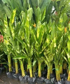 Sản phẩm chuoi thai 247x296 — Công Ty TNHH Cây Cảnh S-Xanh — MST 3901306380