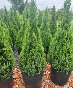 Sản phẩm tung 2 247x296 — Công Ty TNHH Cây Cảnh S-Xanh — MST 3901306380