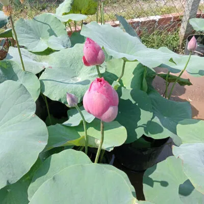 Sản phẩm sen 3 400x400 — Công Ty TNHH Cây Cảnh S-Xanh — MST 3901306380