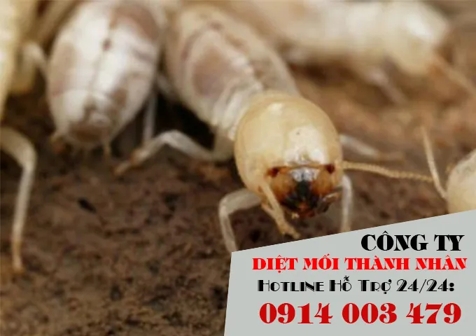 Sản phẩm dich vu diet moi gia re11 — Công Ty TNHH Diệt Mối Và Côn Trùng Thành Nhân — MST 4001087385