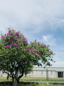 Sản phẩm z3436149842302_608a43df159a852e50247debb3587cb4 225x300 — Công Ty TNHH MTV Vải Kỹ Thuật Việt Nam — MST 4001095643