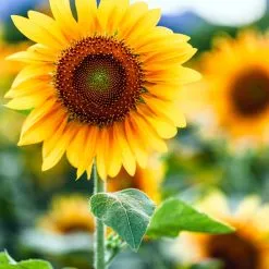 Sản phẩm sun flower hoi an 247x247 — Công Ty TNHH Anh Khoa Hội An — MST 4001210046