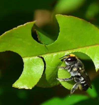 Sản phẩm Leaf cutter bee. Photo theangryblender 400x424 — Công Ty Cổ Phần Phân Bón Và Dịch Vụ Tổng Hợp Bình Định — MST 4100405487