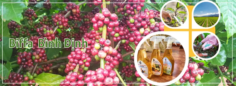 Sản phẩm 1 1024x373 — Công Ty Cổ Phần Phân Bón Và Dịch Vụ Tổng Hợp Bình Định — MST 4100405487