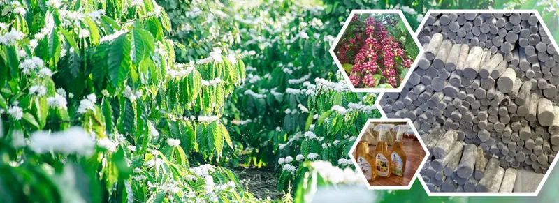 Sản phẩm 4 1024x373 — Công Ty Cổ Phần Phân Bón Và Dịch Vụ Tổng Hợp Bình Định — MST 4100405487
