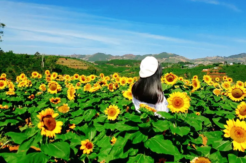 Sản phẩm review canh dong hoa huong duong tuyet dep tai da lat 4 — Công Ty TNHH Quy Nhơn Teambuilding — MST 4101540873