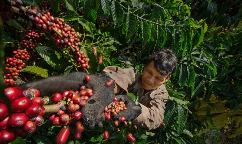 Sản phẩm vietnam green coffee beans export growth 2020 2024 infographic 1024x608 — Cà Phê Hucafood - Công Ty TNHH Sản Xuất - Thương Mại Hucafood — MST 4201175906