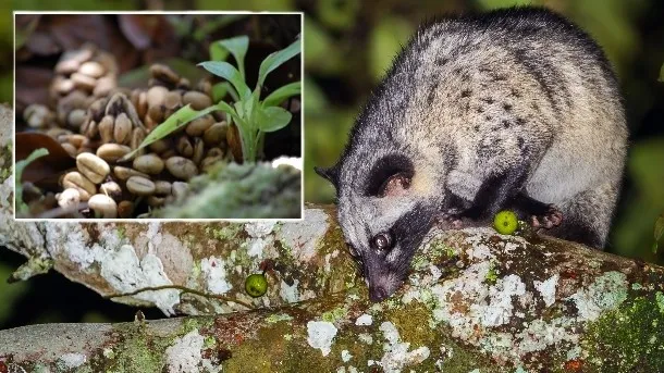 Sản phẩm World s most authentically rare Kopi Luwak coffee comes to the US_wrbm_large — Cà Phê Hucafood - Công Ty TNHH Sản Xuất - Thương Mại Hucafood — MST 4201175906